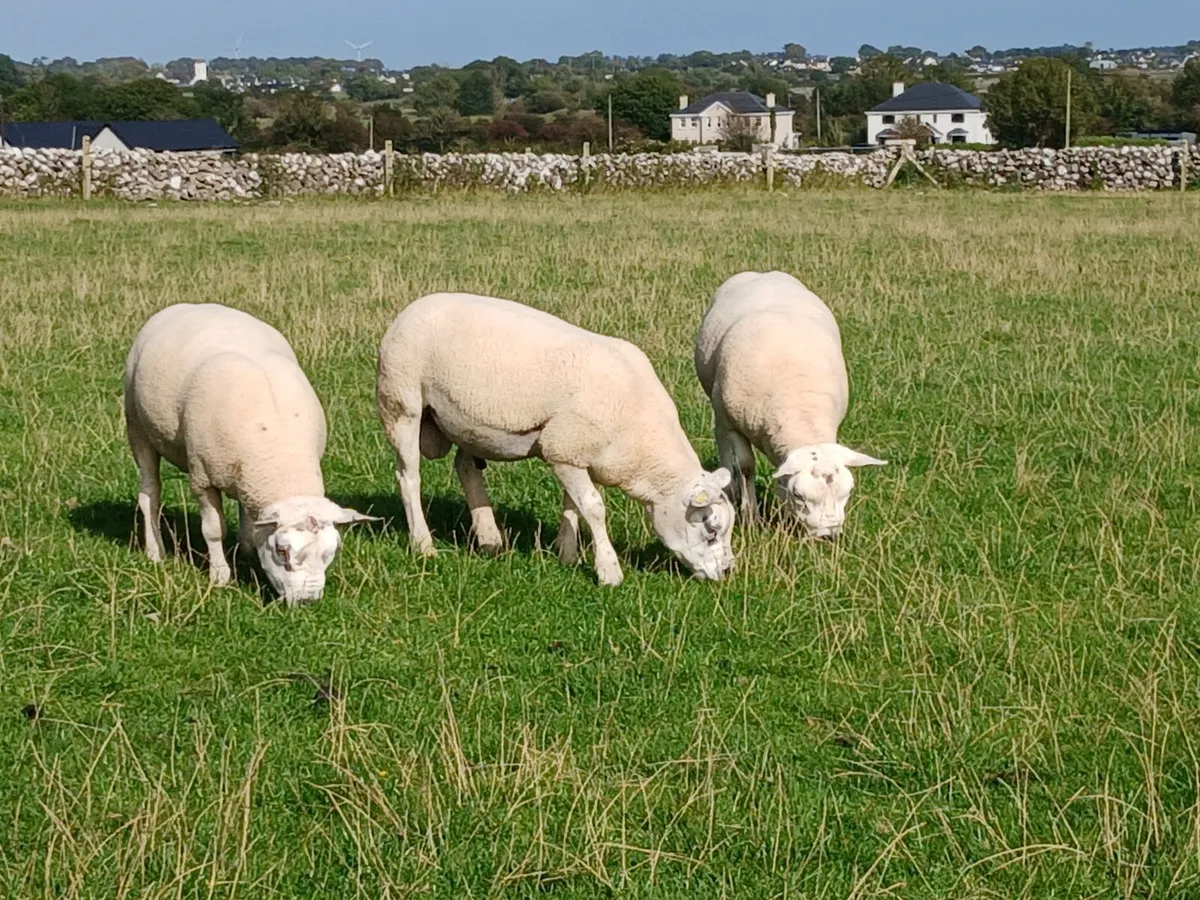 Texel hoggott rams - Image 3