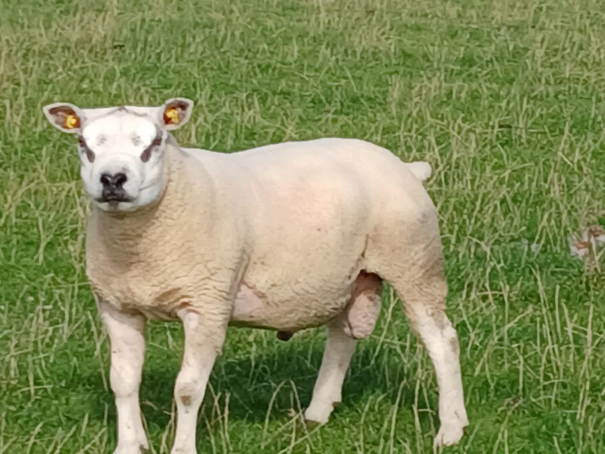 Texel hoggott rams - Image 2