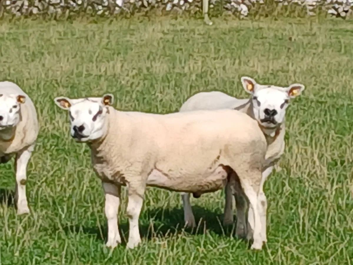 Texel hoggott rams - Image 4