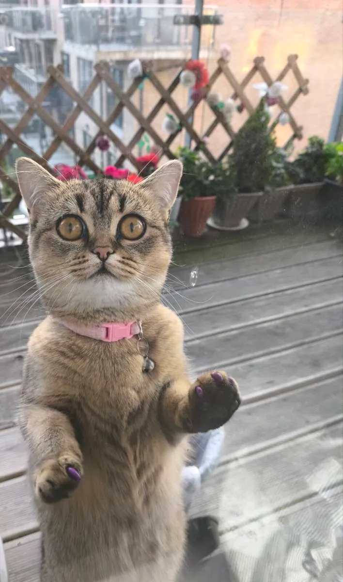 Gold British short hair cat - Image 1