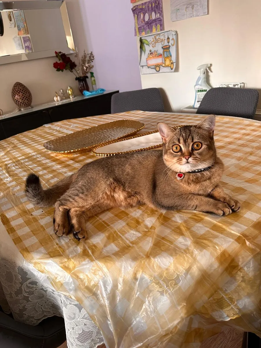 Gold British short hair cat - Image 2