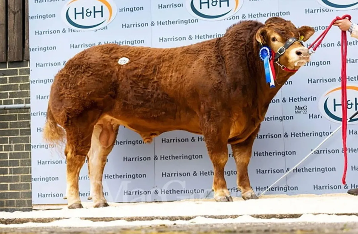 Limousin bull - Image 1