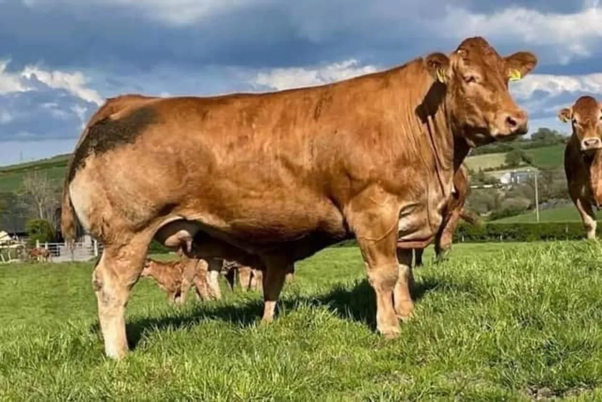 Limousin bull - Image 2