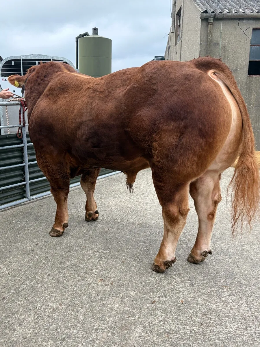 Limousin bull - Image 4