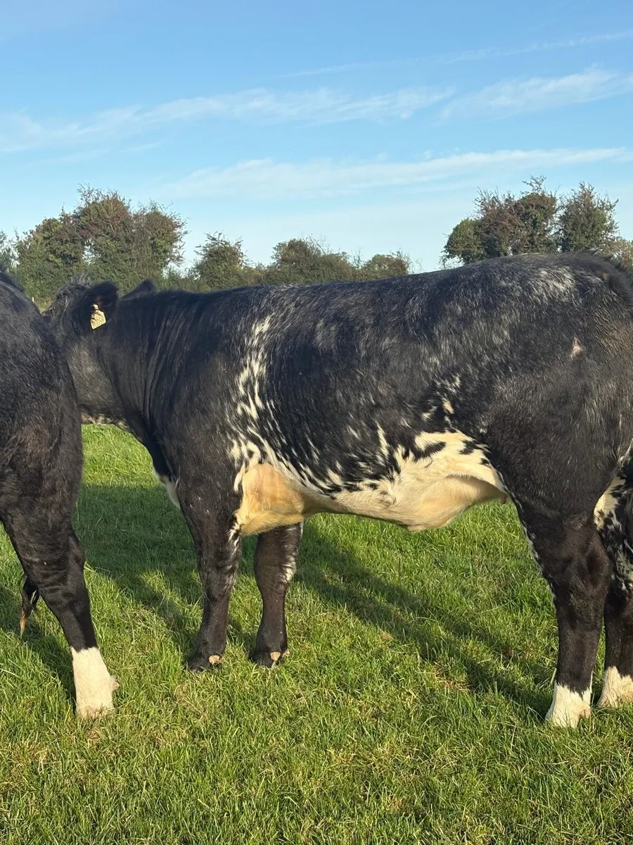 5 Powerful Breeding Heifers - Image 2