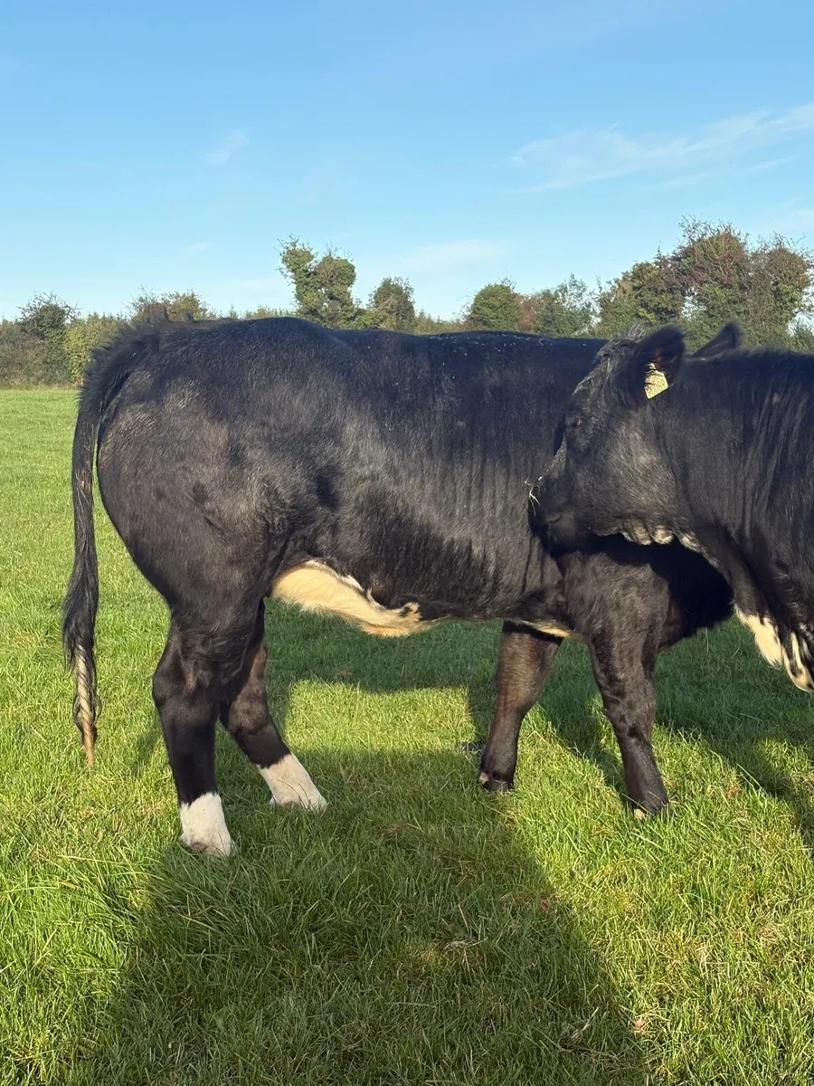 5 Powerful Breeding Heifers - Image 3