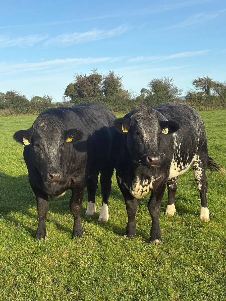 5 Powerful Breeding Heifers - Image 1
