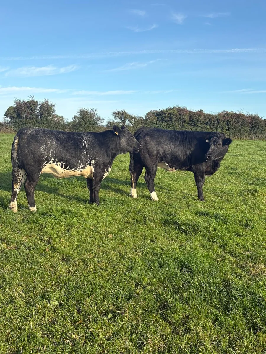 5 Powerful Breeding Heifers - Image 4
