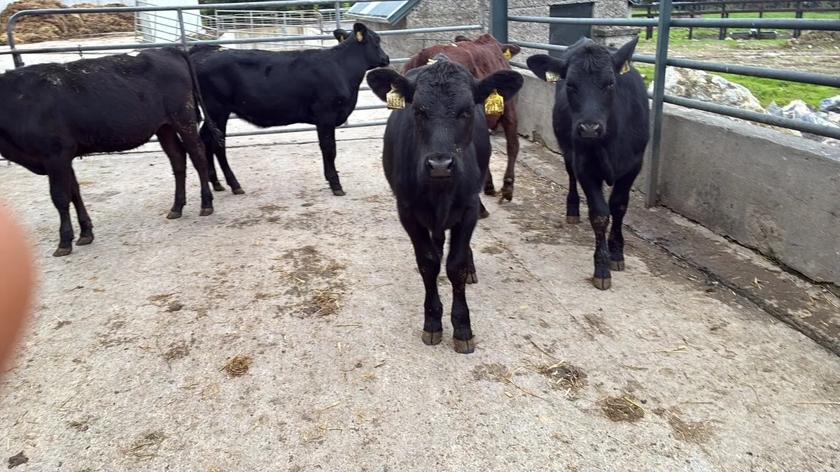 8 Angus heifer weanlings - Image 2