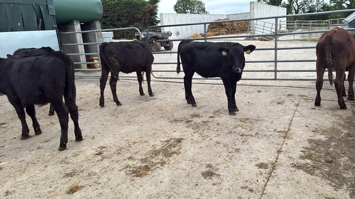 8 Angus heifer weanlings - Image 3
