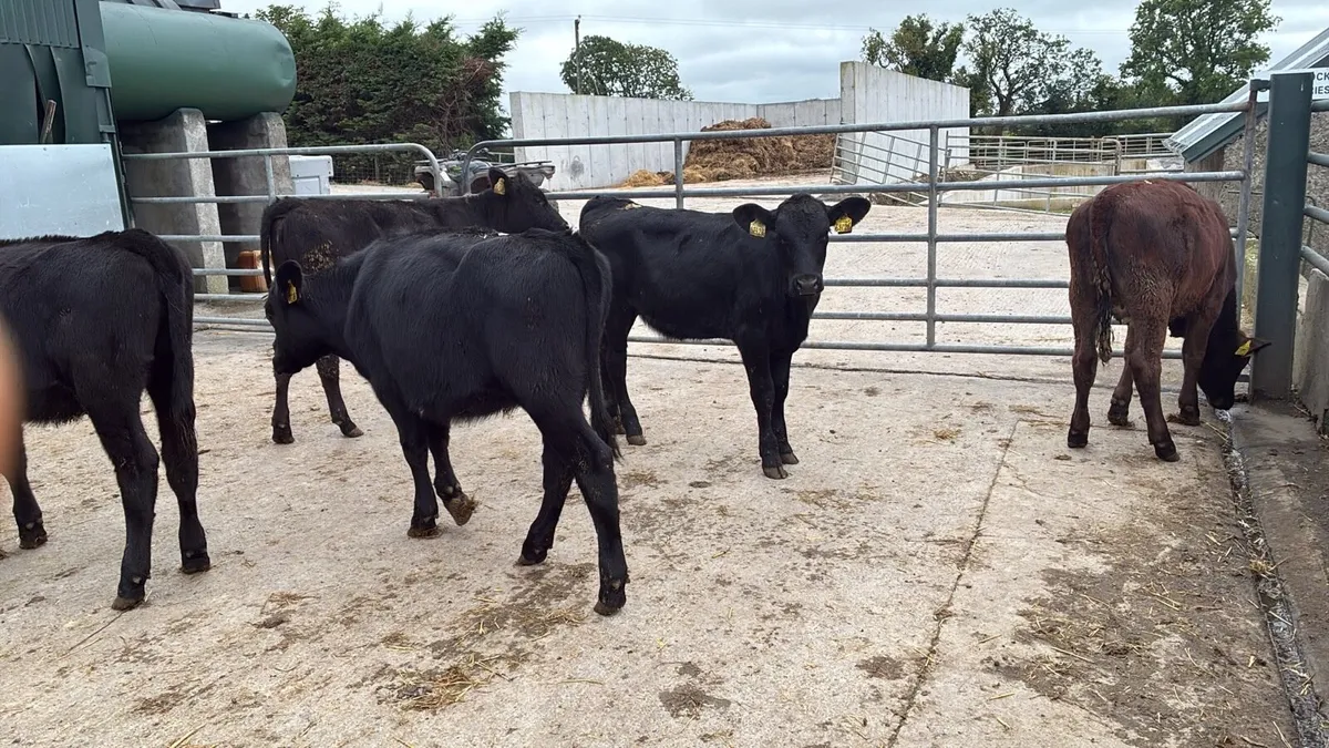 8 Angus heifer weanlings - Image 4