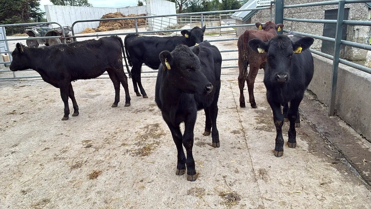 8 Angus heifer weanlings - Image 1