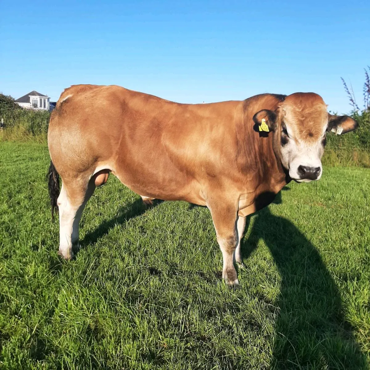 2 parthenaise bulls - Image 1