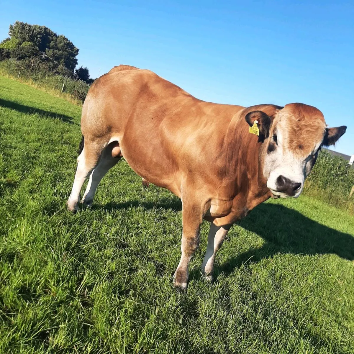 2 parthenaise bulls - Image 2