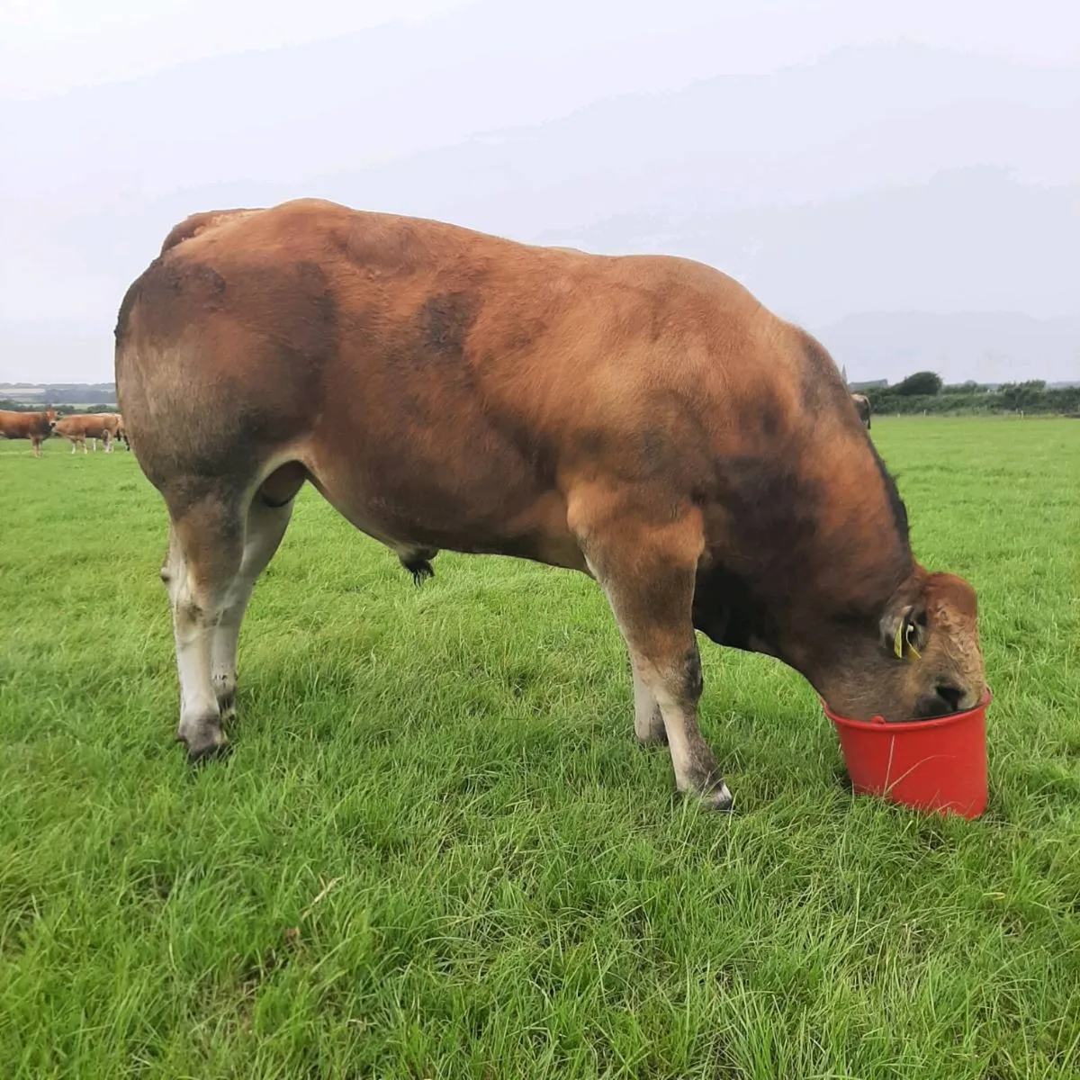 2 parthenaise bulls - Image 3
