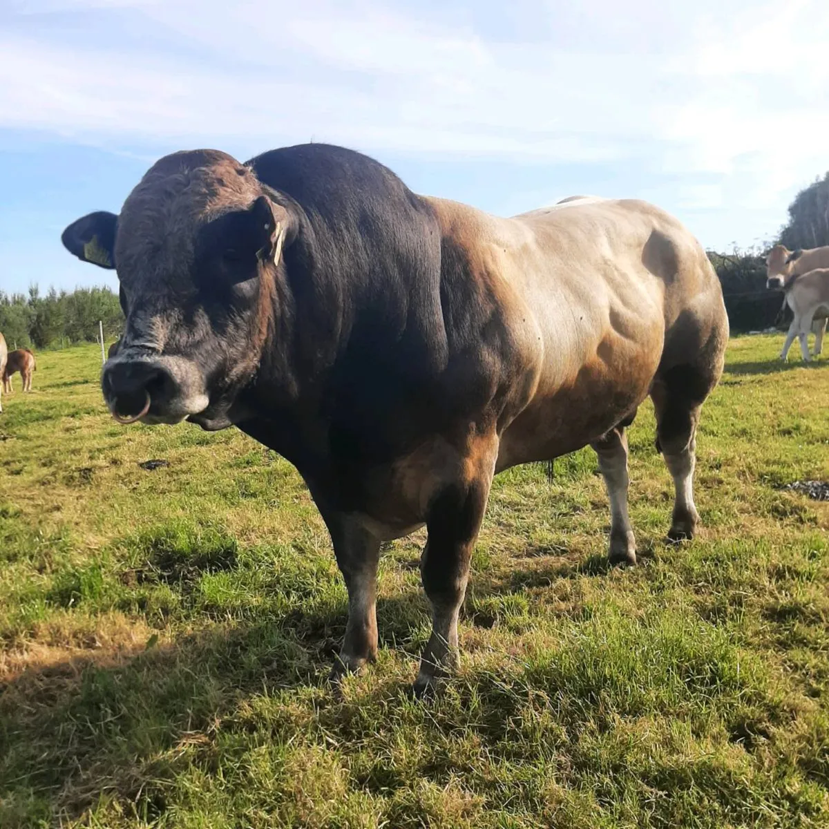 2 parthenaise bulls - Image 4
