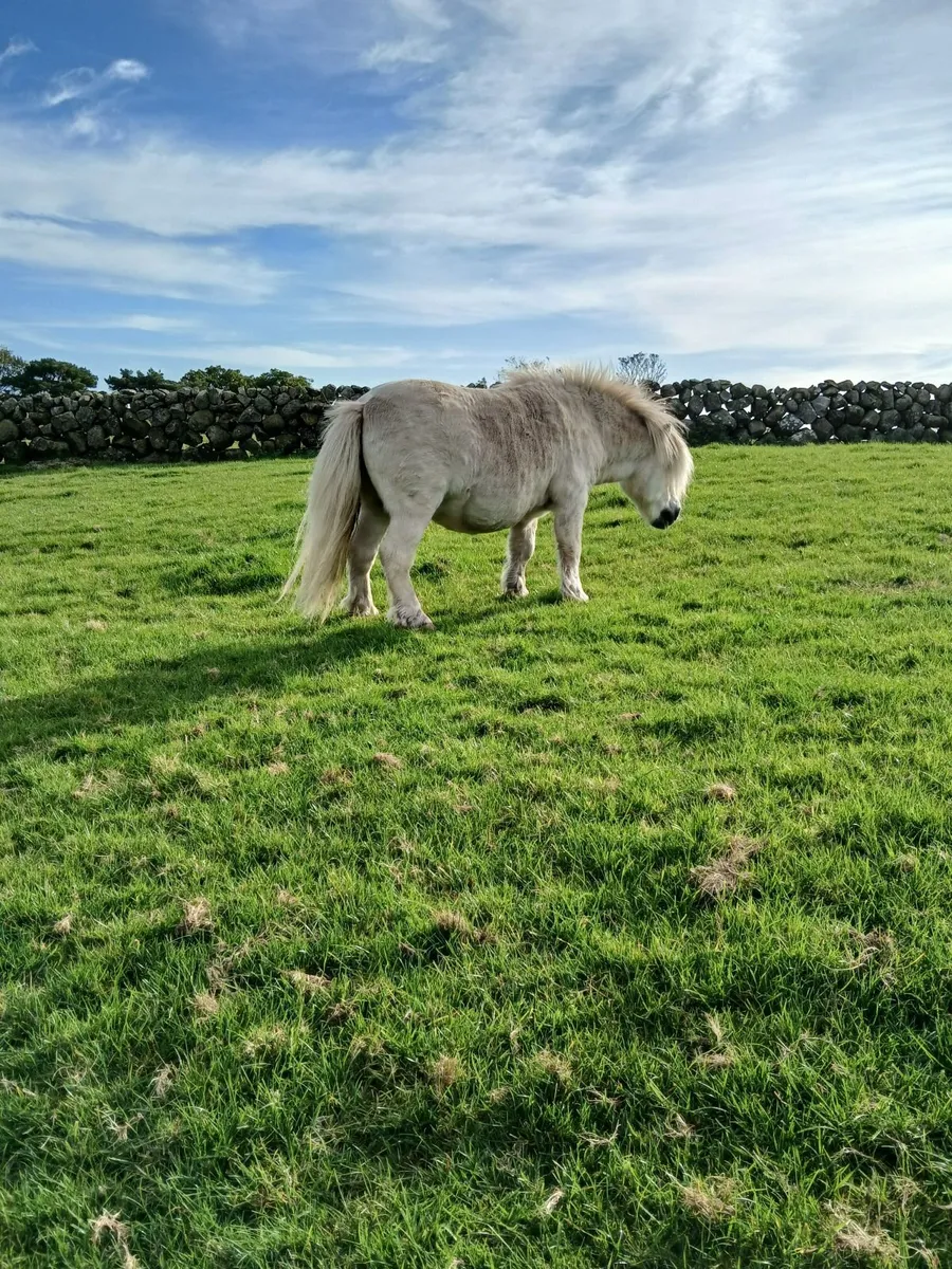 Dispersal  sale of animals - Image 3
