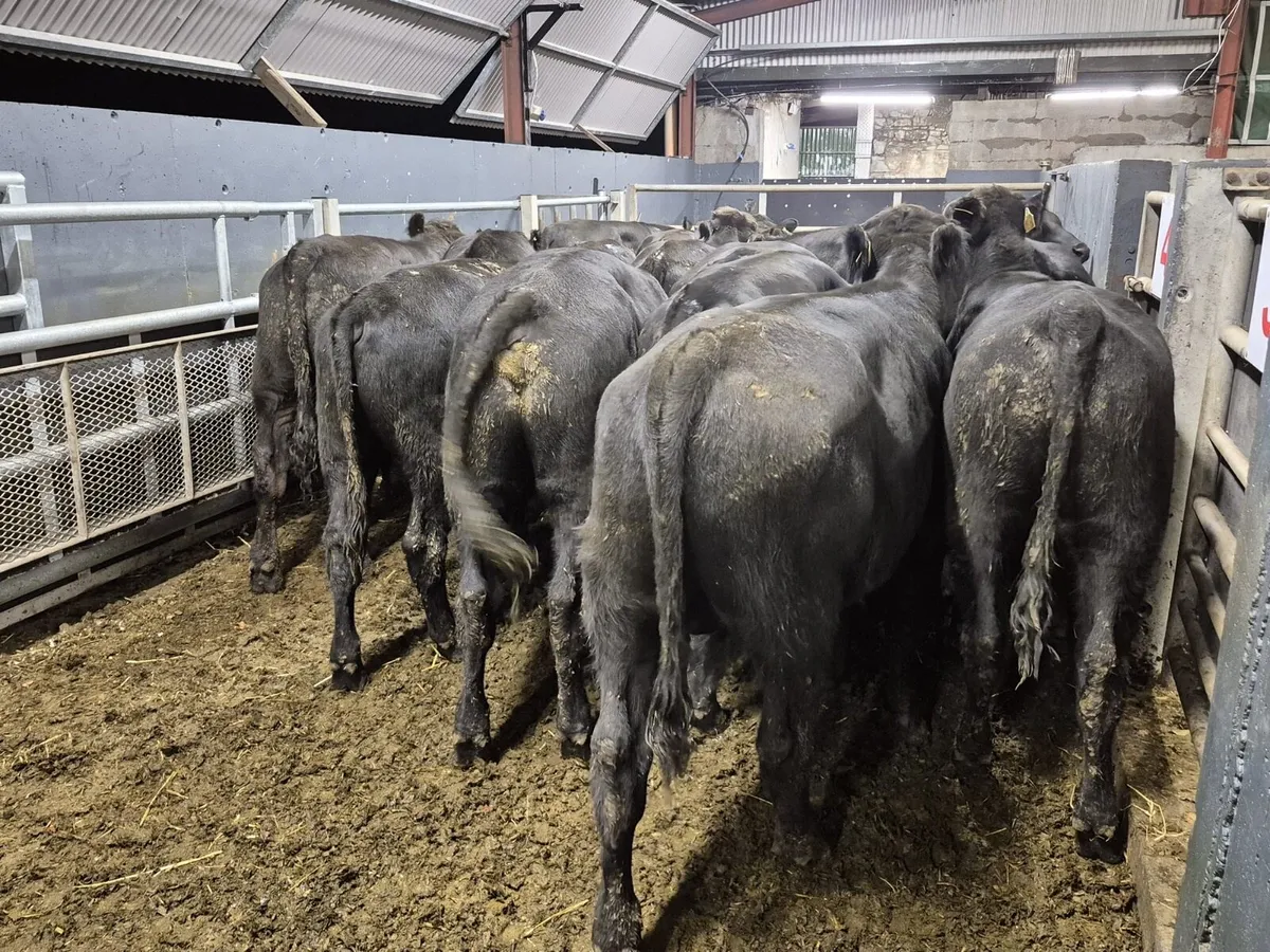 18 Angus Bull Weanlings (From One Herd) - Image 3