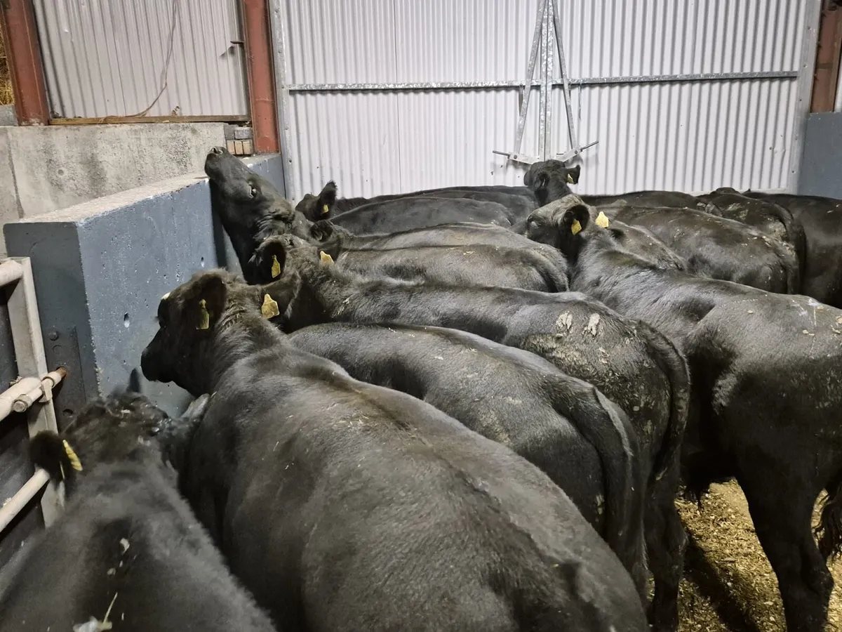 18 Angus Bull Weanlings (From One Herd) - Image 4