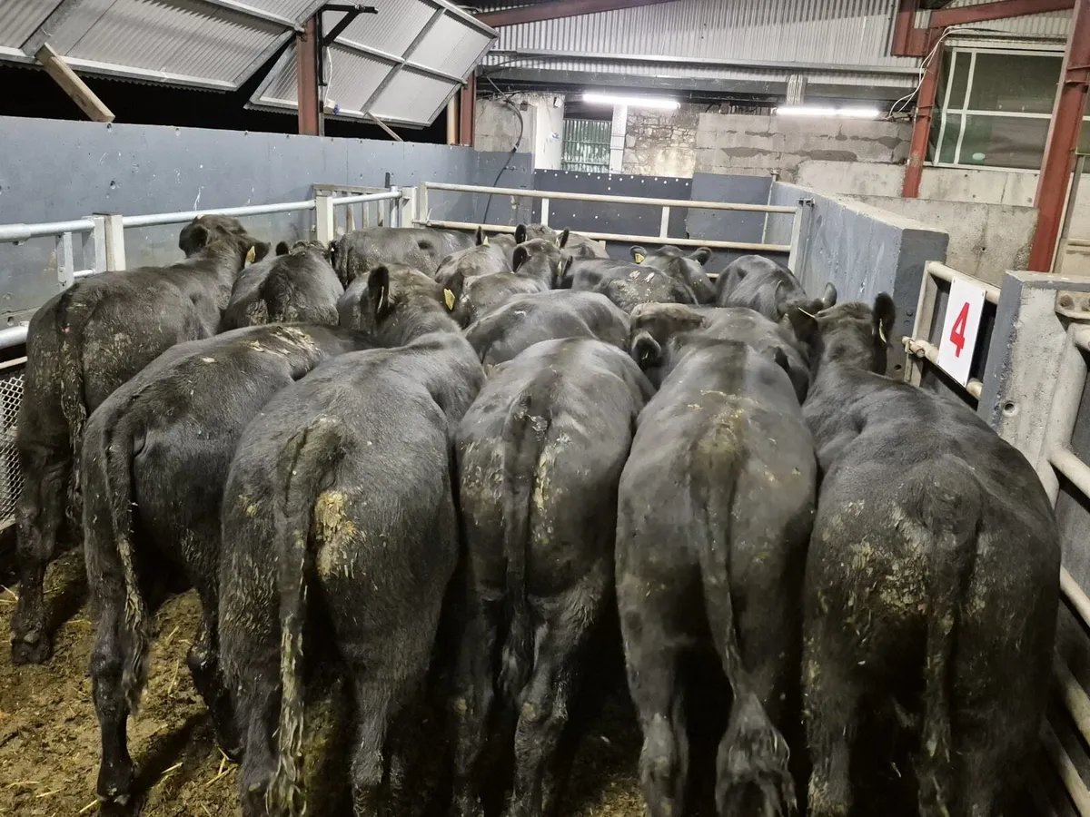 18 Angus Bull Weanlings (From One Herd) - Image 1