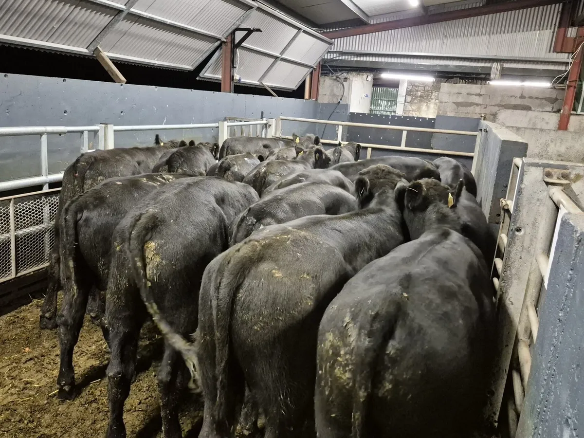 18 Angus Bull Weanlings (From One Herd) - Image 2