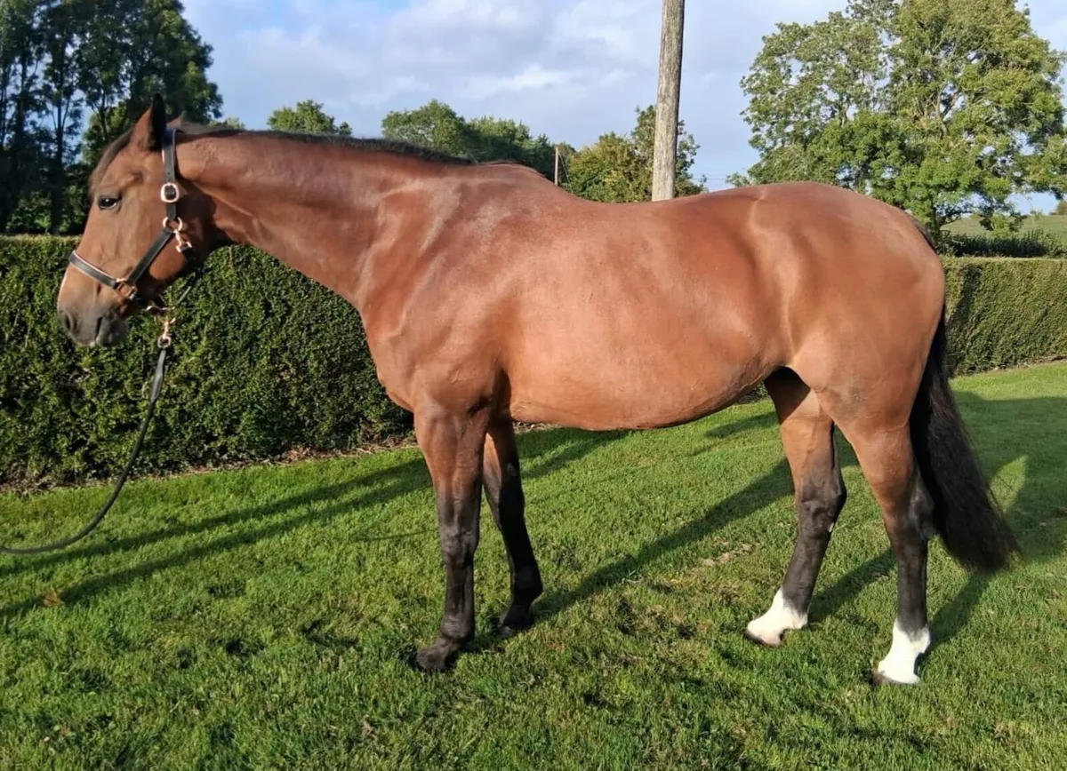 Brood mare - Image 2