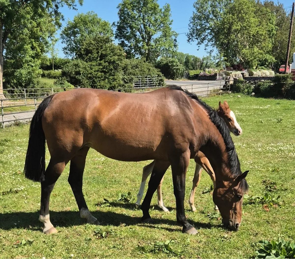 Brood mare - Image 4