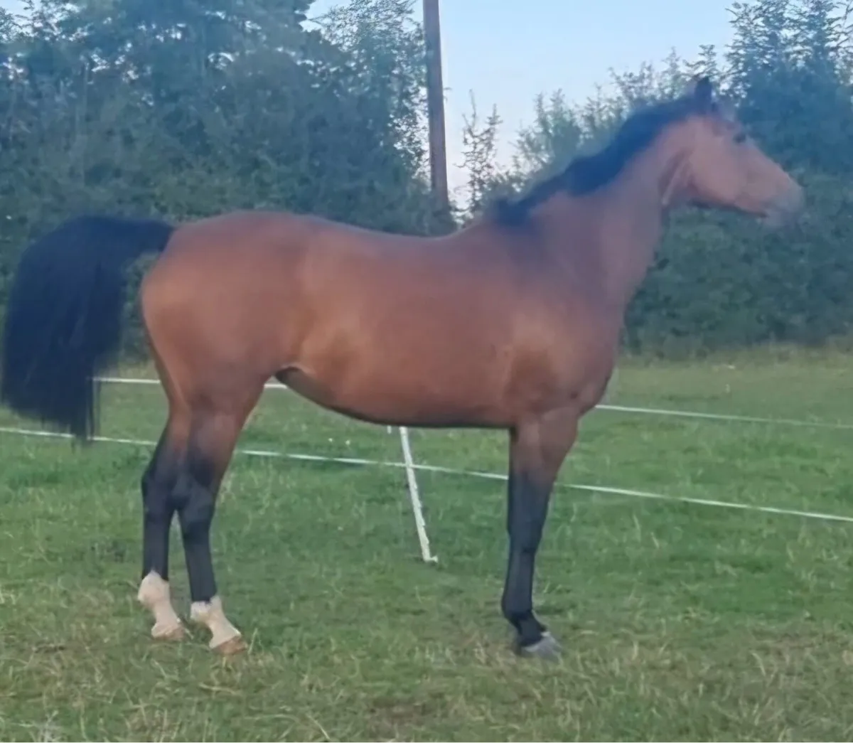 Brood mare - Image 1