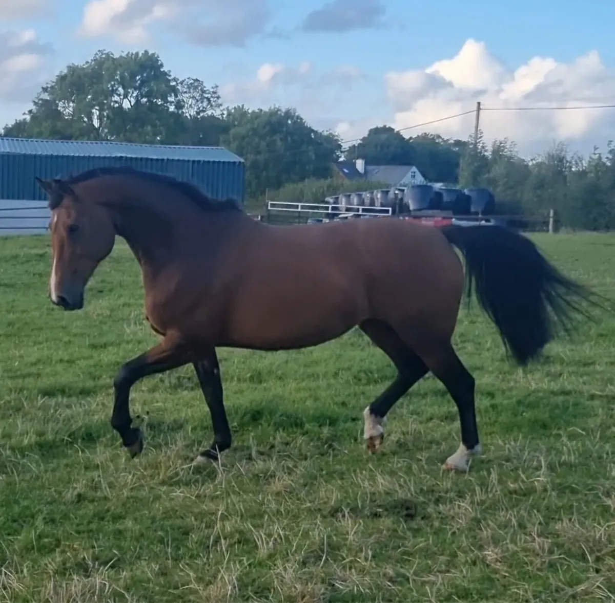 Brood mare - Image 3