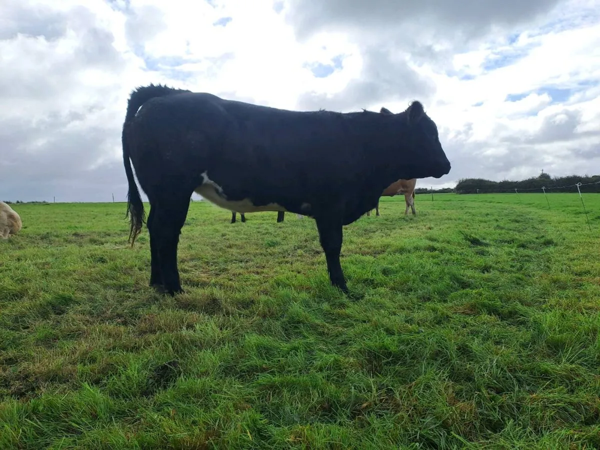 5 Star Heifer - Ballina Mart Friday the 9th of Oct - Image 2