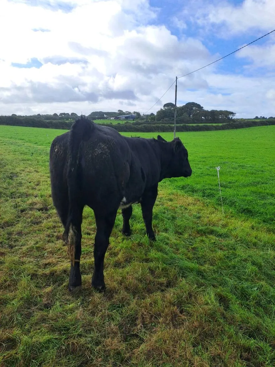 5 Star Heifer - Ballina Mart Friday the 9th of Oct - Image 3