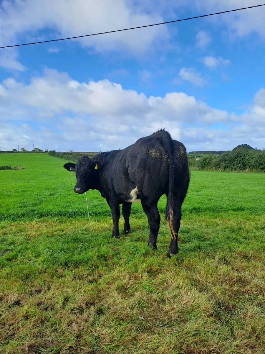 5 Star Heifer - Ballina Mart Friday the 9th of Oct - Image 4