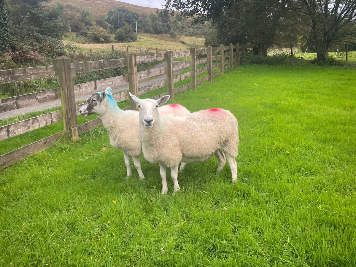Ewes for sale - Image 4
