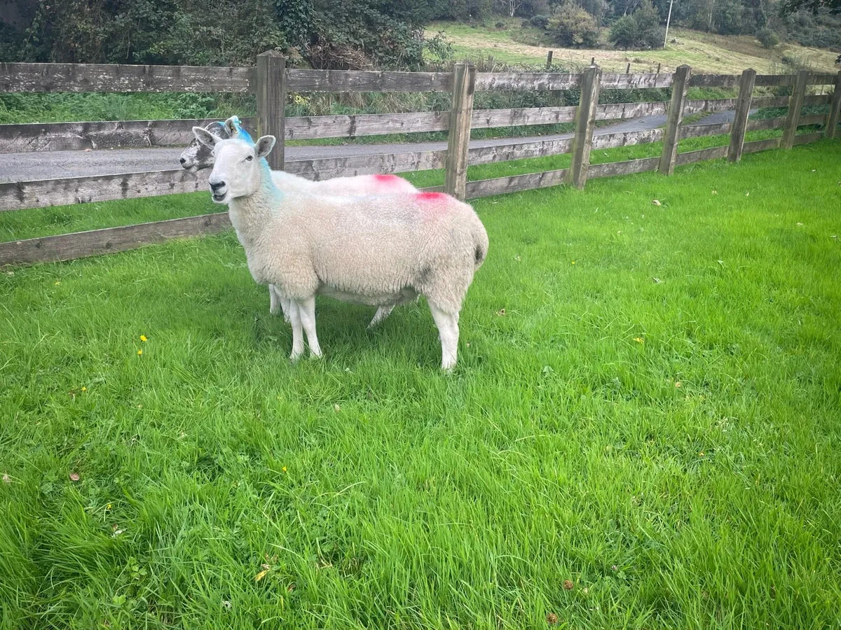 Ewes for sale - Image 3