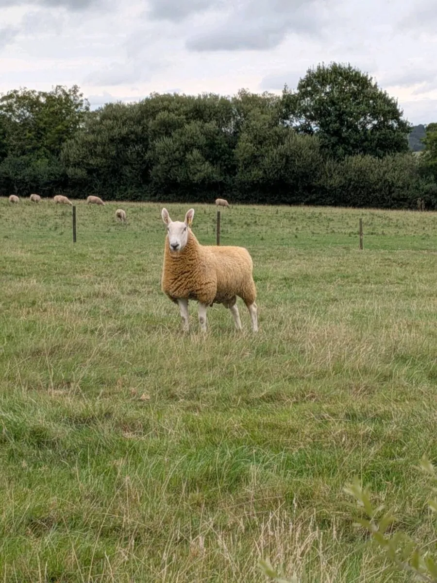 Border Leicester Shearling - Image 2
