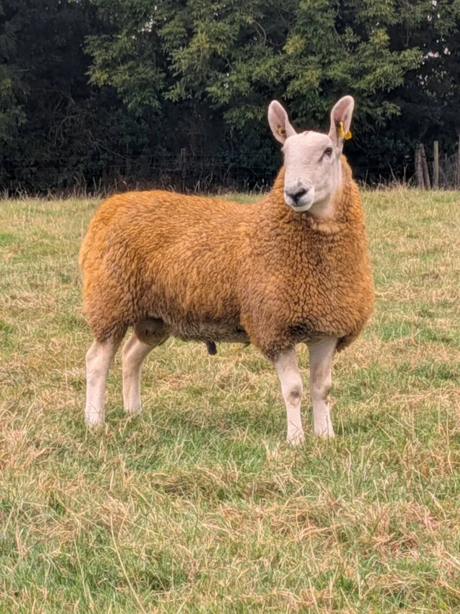 Border Leicester Shearling - Image 3