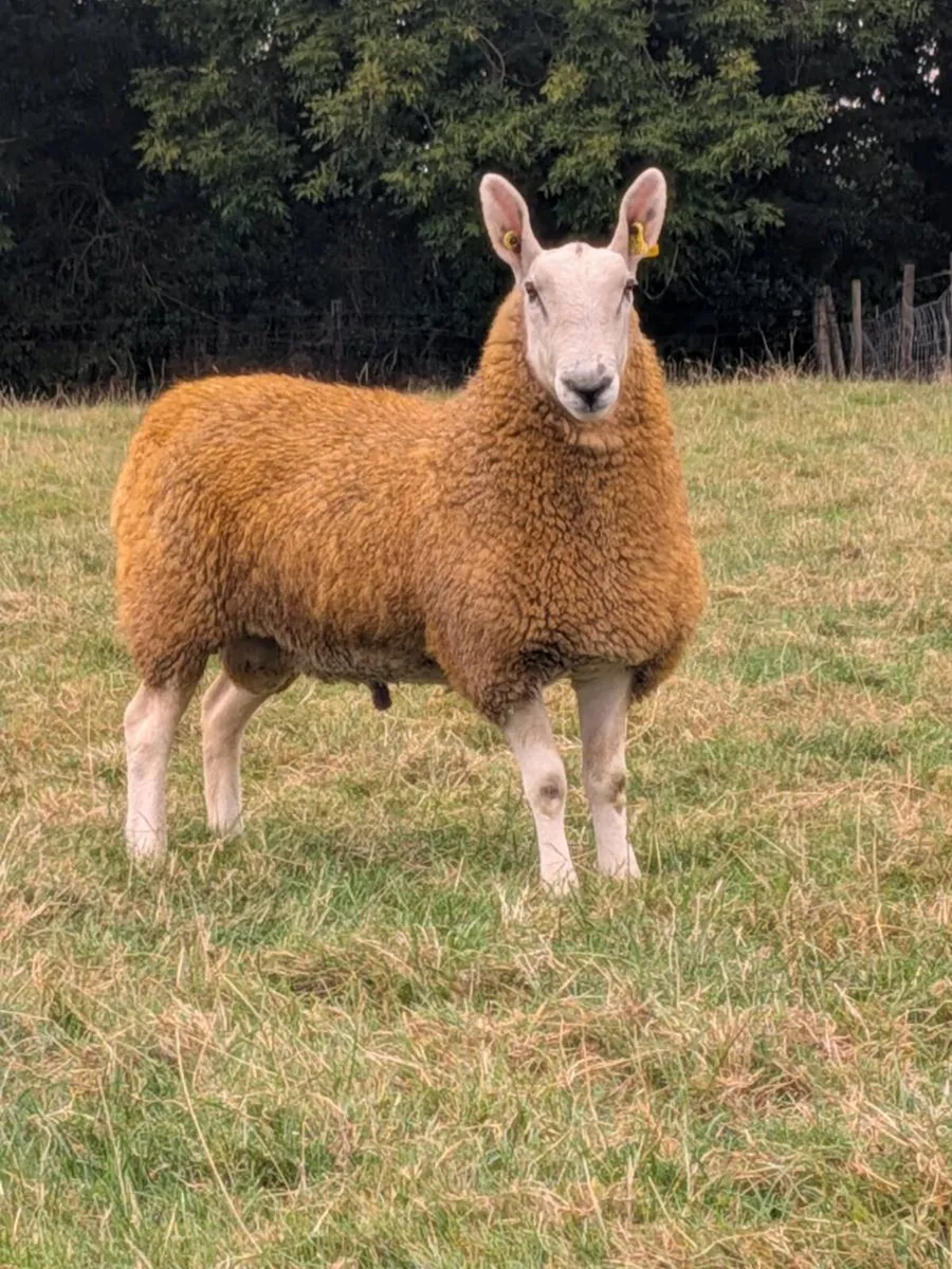 Border Leicester Shearling - Image 1