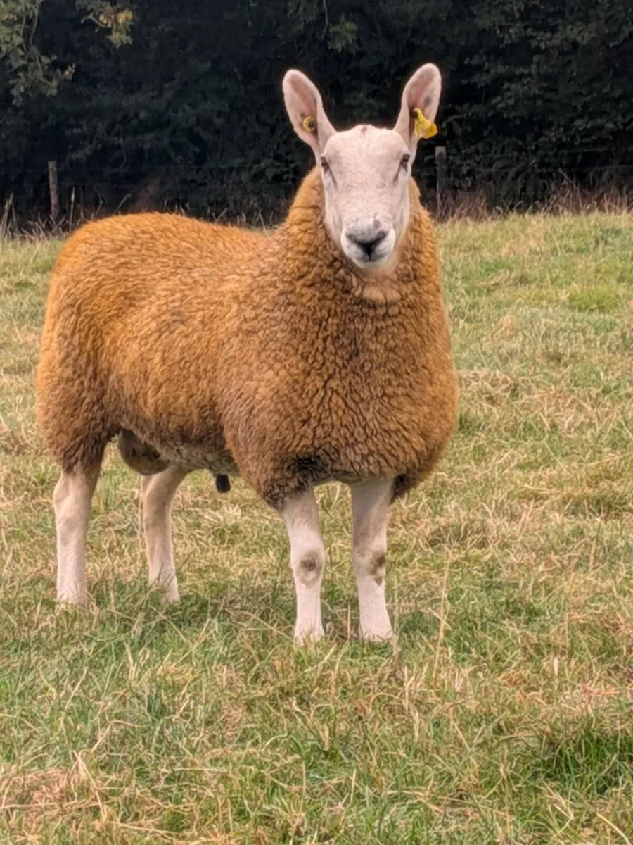 Border Leicester Shearling - Image 4