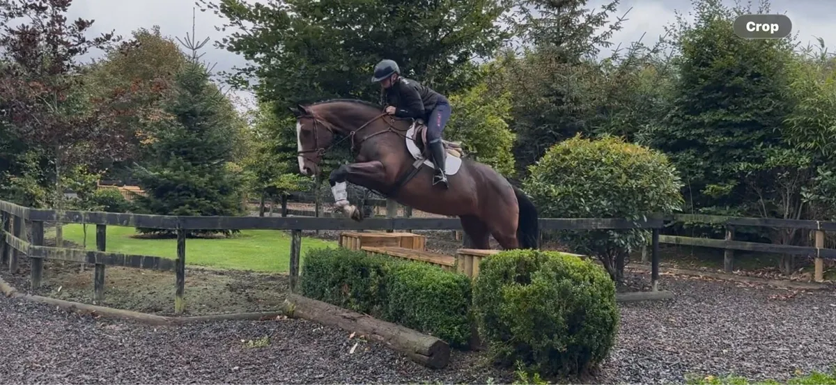 16.1 5 year old all rounder - Image 3