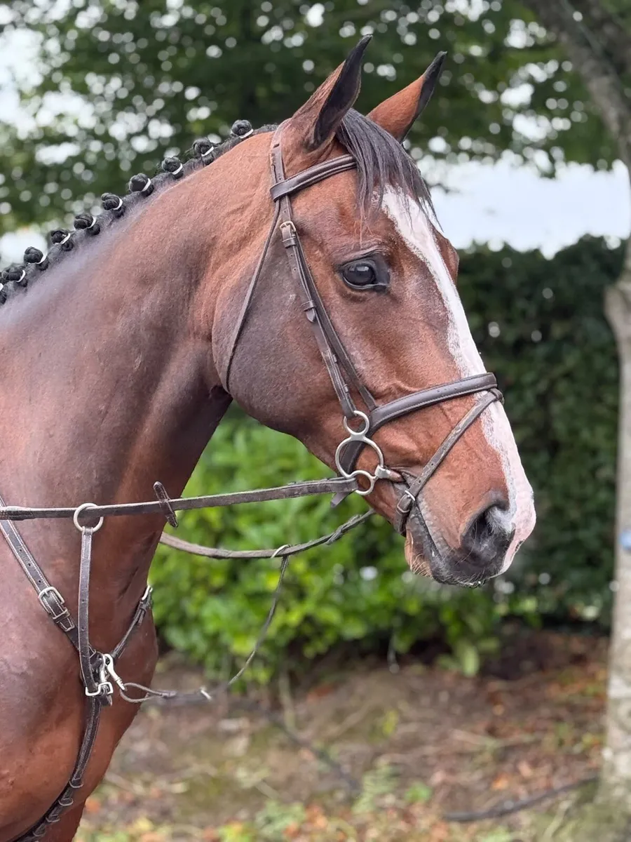 16.1 5 year old all rounder - Image 4