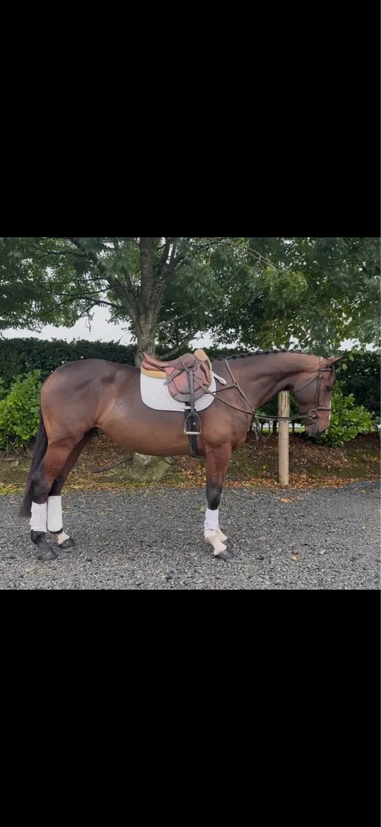16.1 5 year old all rounder - Image 1