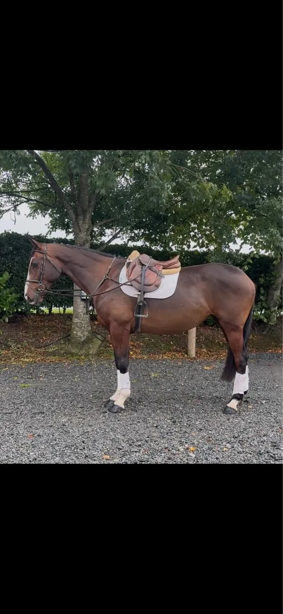 16.1 5 year old all rounder - Image 2