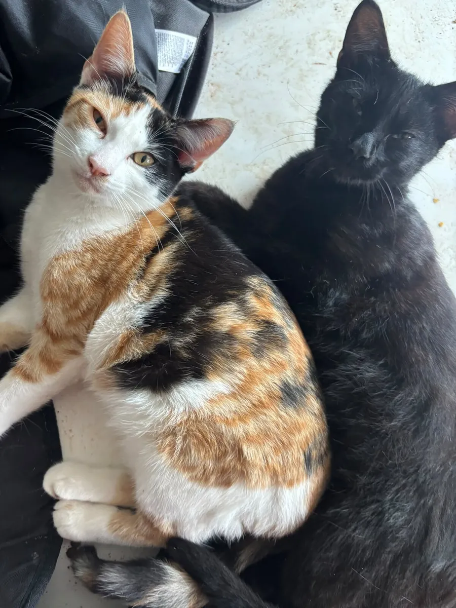 Kittens