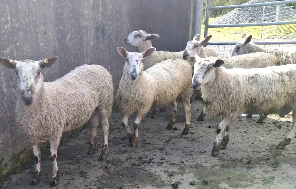 Blue Leister Rams - Organic - Image 1