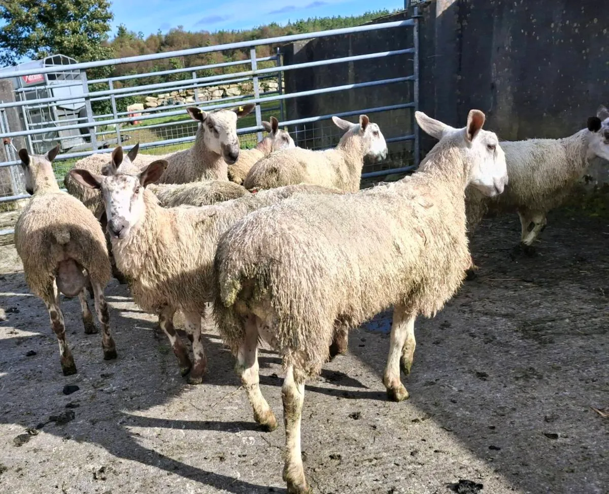 Blue Leister Rams - Organic - Image 2