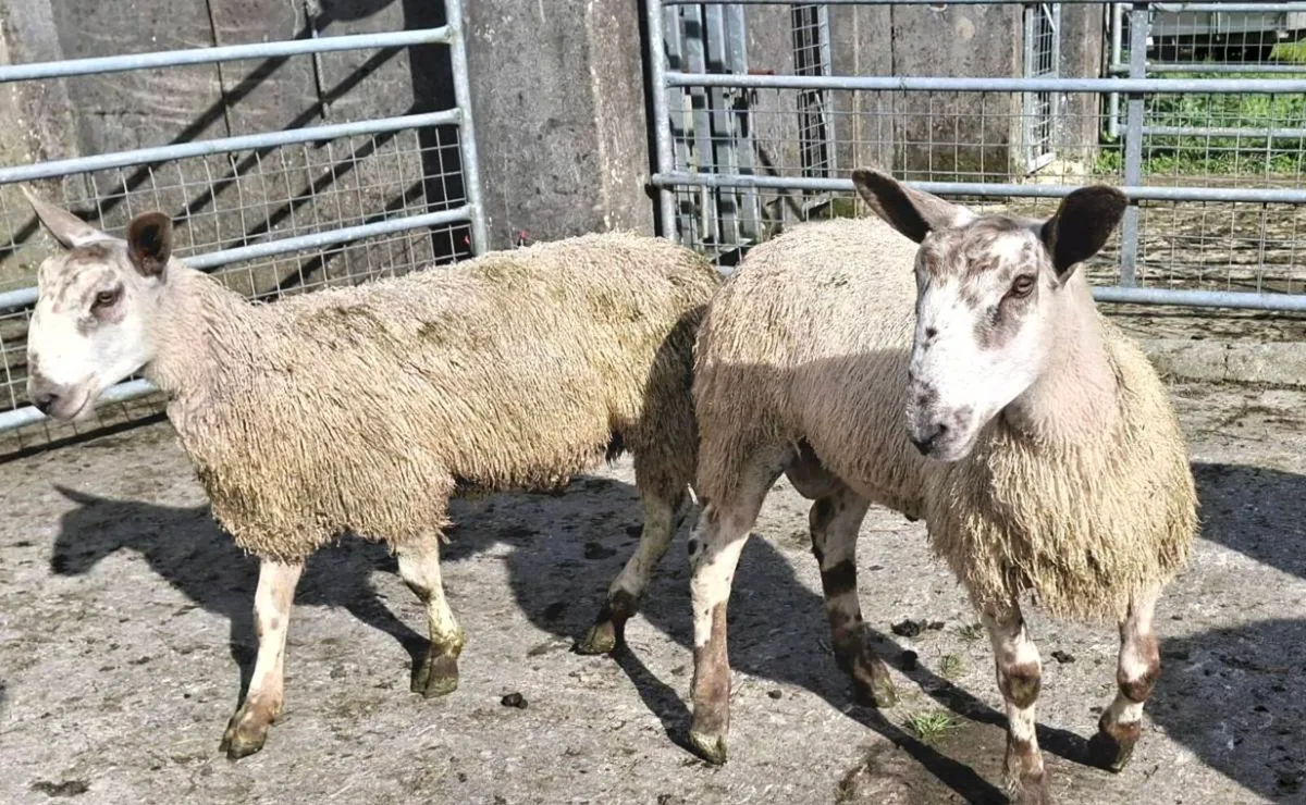 Blue Leister Rams - Organic - Image 3