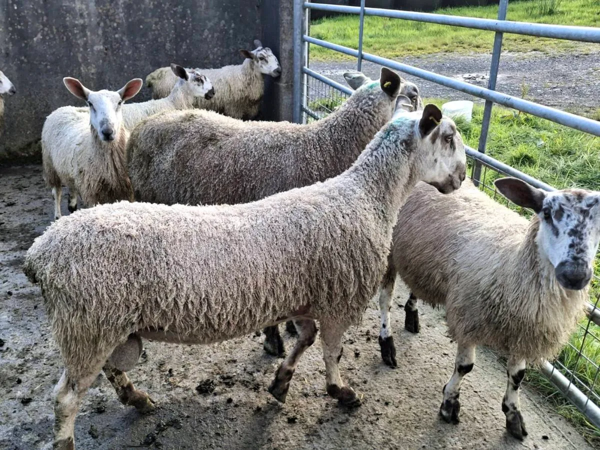 Blue Leister Rams - Organic - Image 4