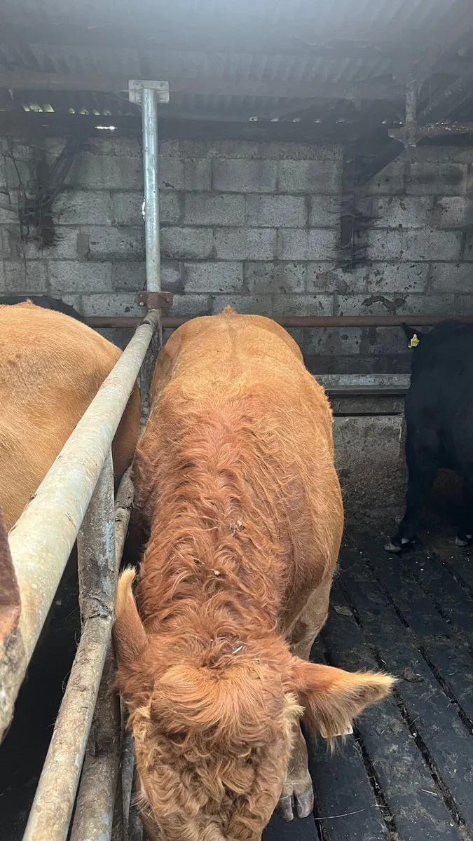 PBR Limousin bull - Image 3