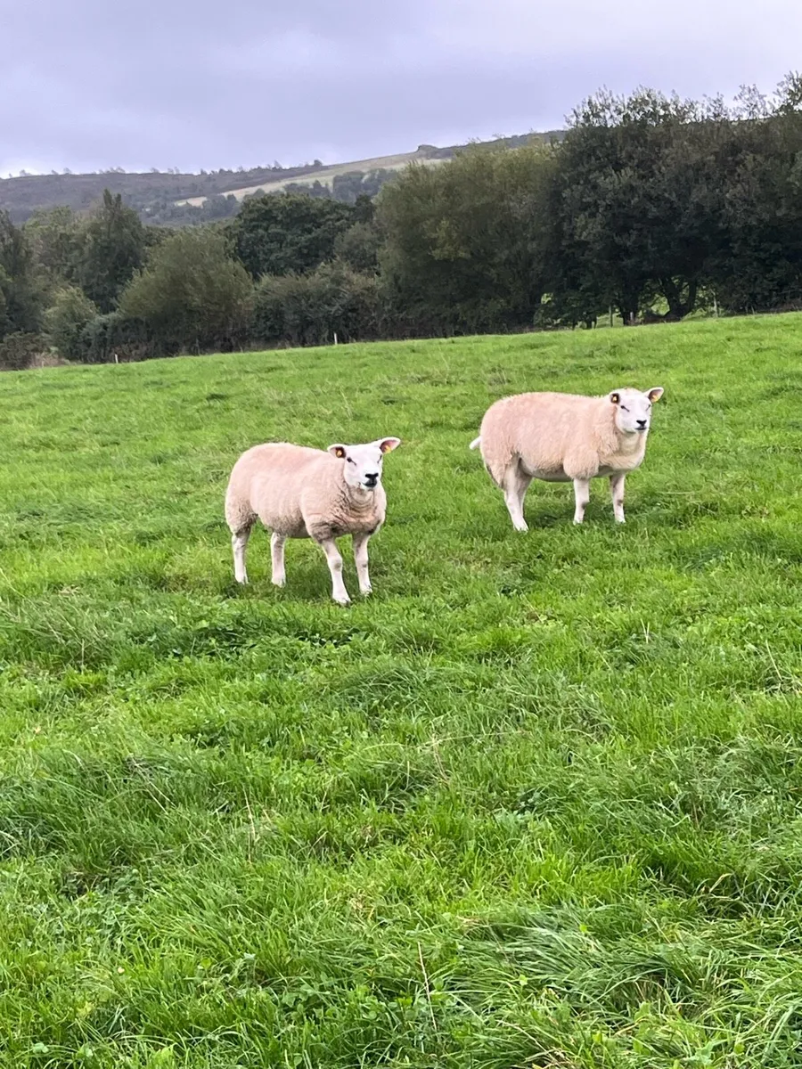 Texel Pedigree Ewe Lambs - Image 2