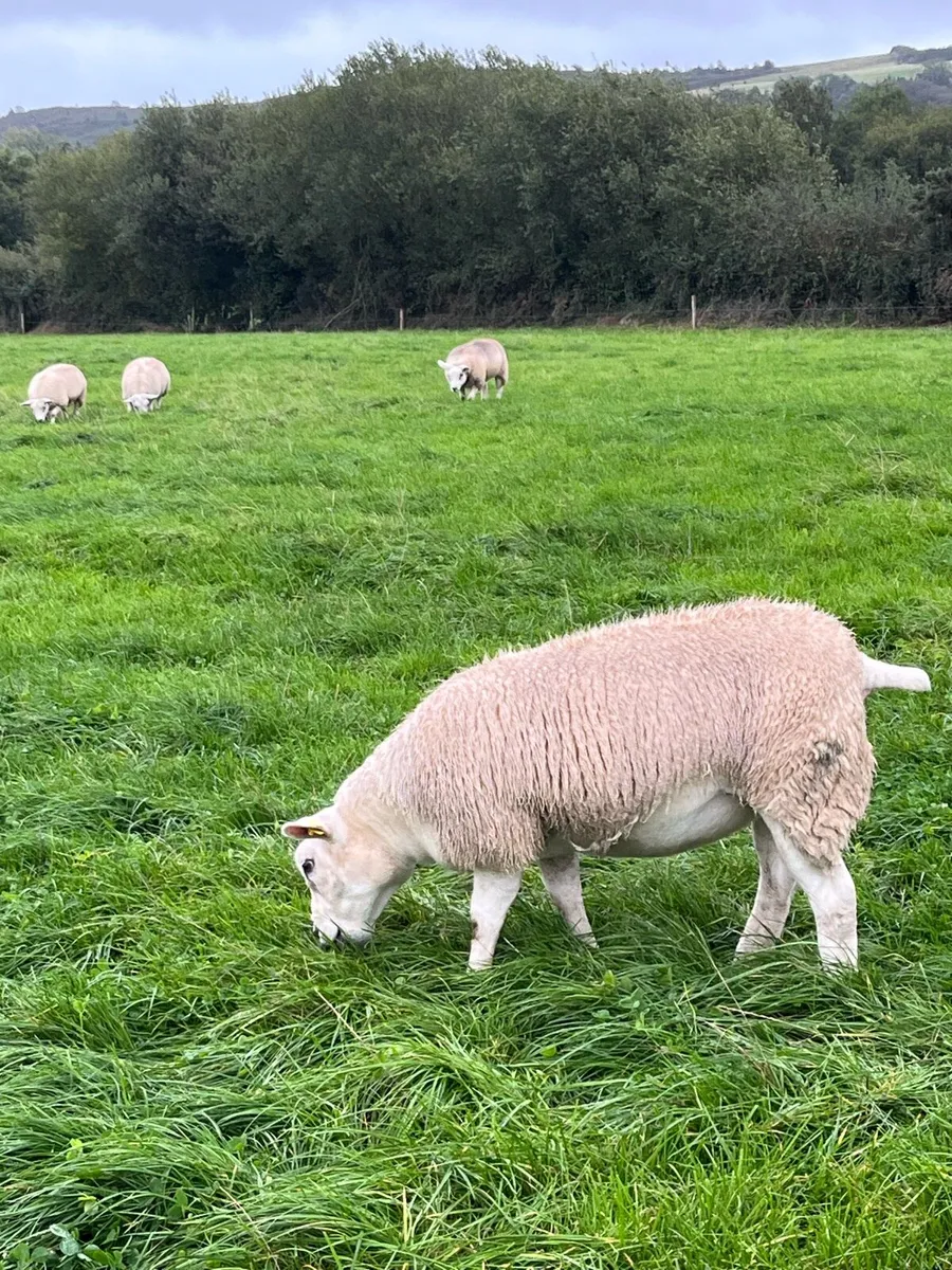 Texel Pedigree Ewe Lambs - Image 1